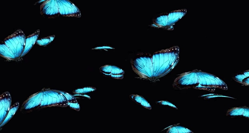 festo butterflies